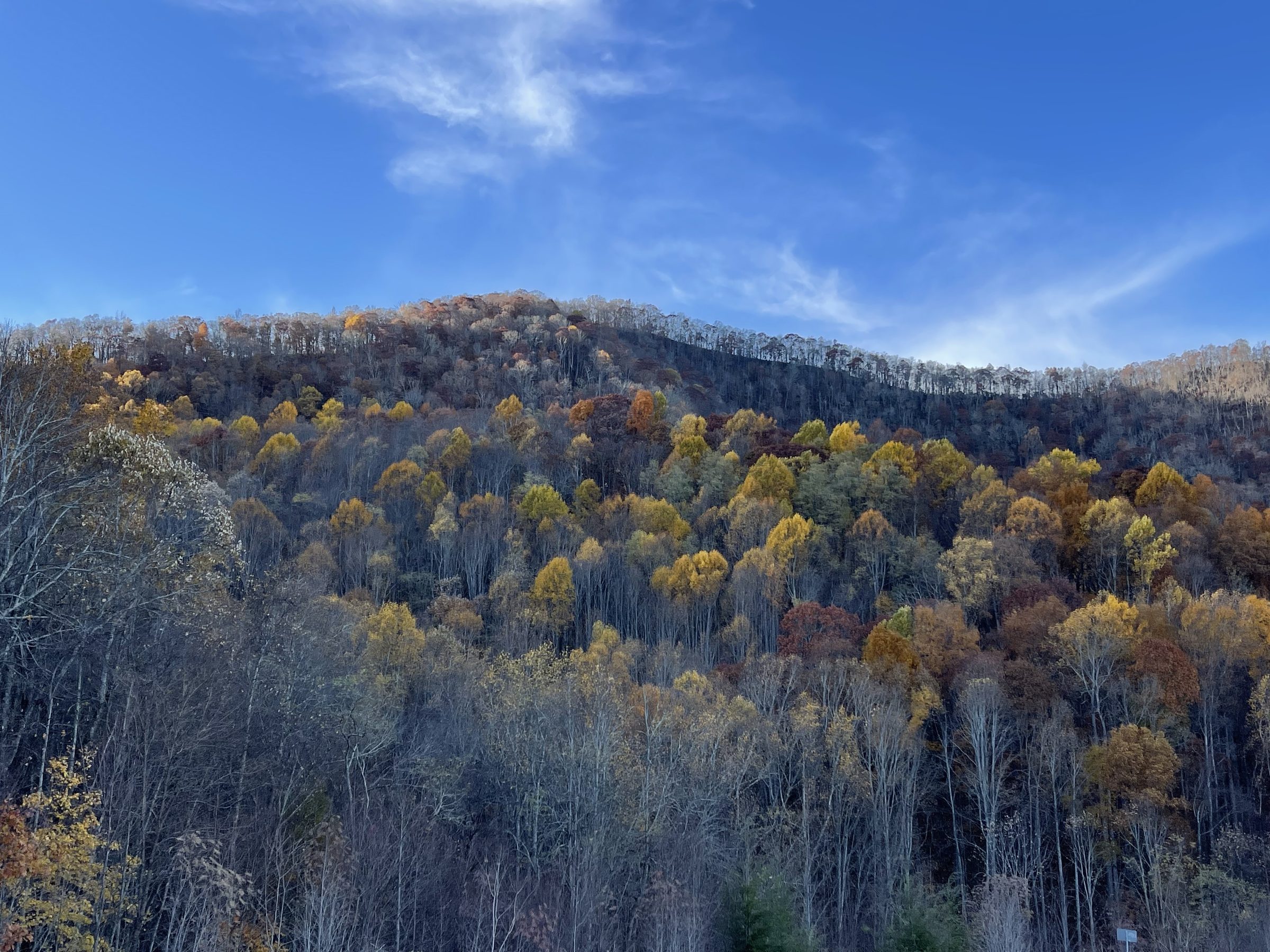 Fall foliage on the mountain