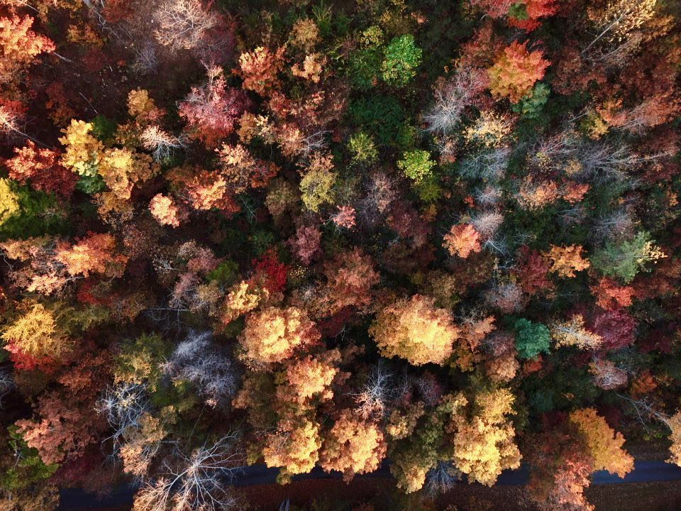 Aerial fall canopy, straight down