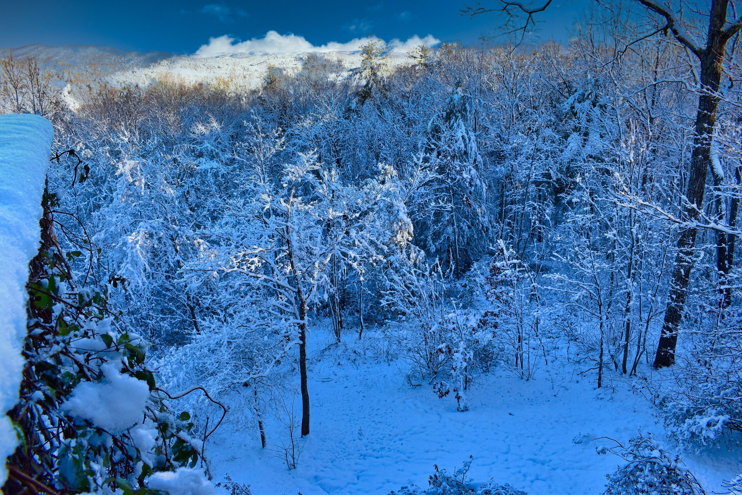 Snow-laden trees on the mountain