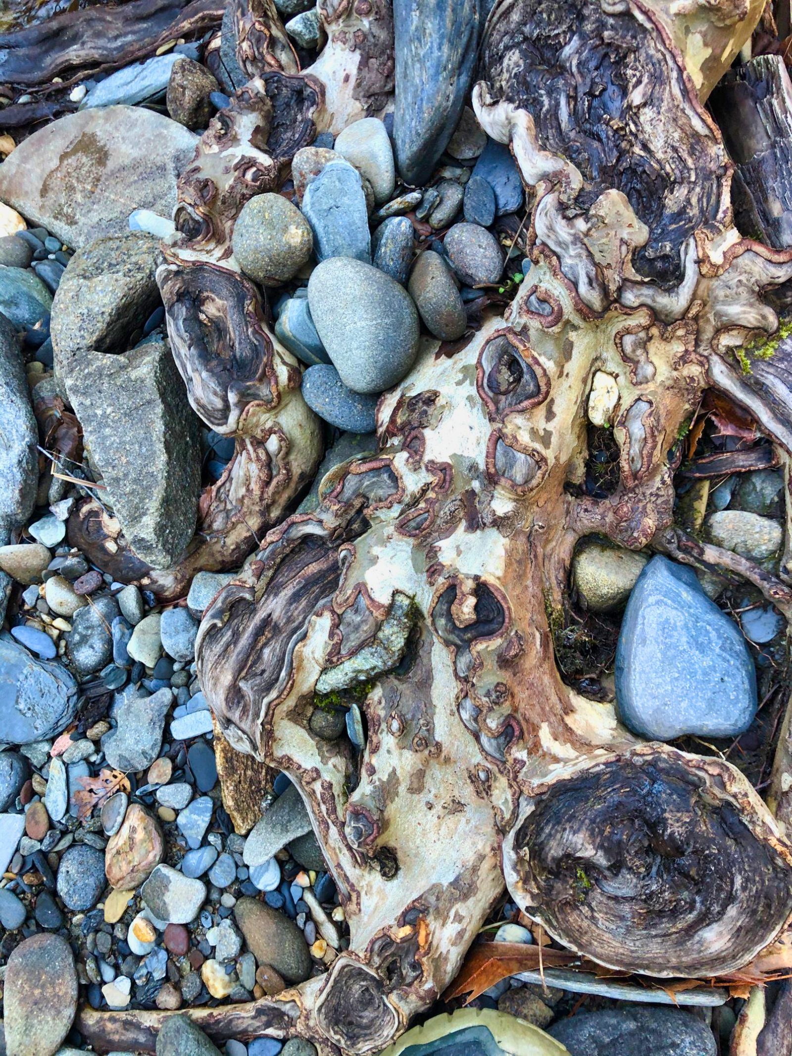 Driftwood and river stones on a rocky beach