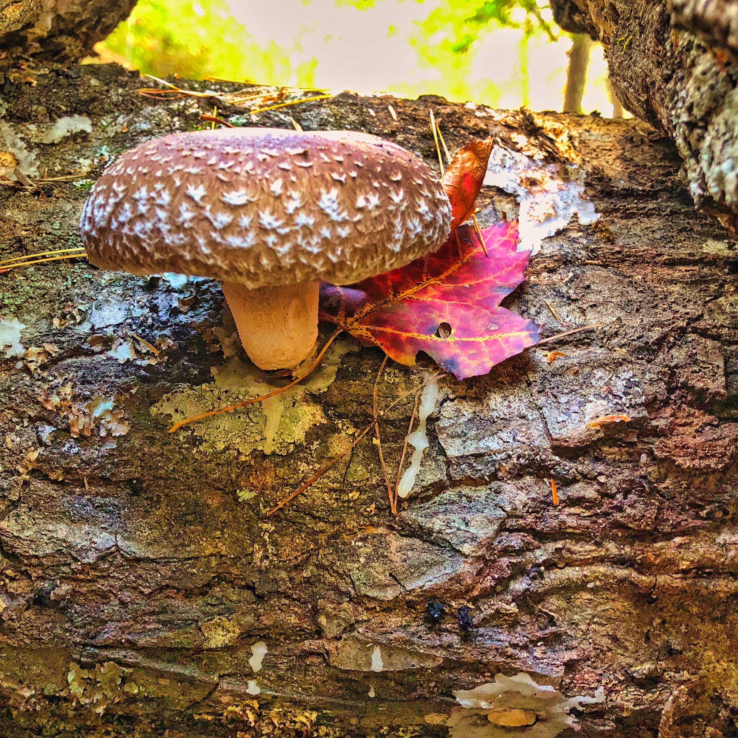 Wild mushroom on a log with fallen maple leaf